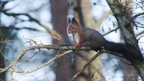 Wild squirrel climbing in tree sitting on the branch