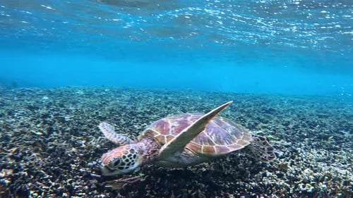Close up of turtle swimming- underwater, side view