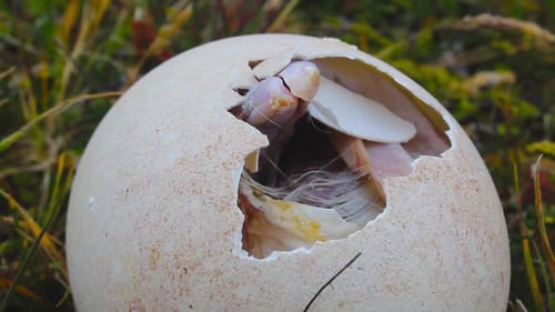 Bird Hatching From Egg in Grassy Outdoor Setting