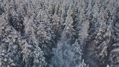 Flying Over The Tops Of Winter Fir Trees