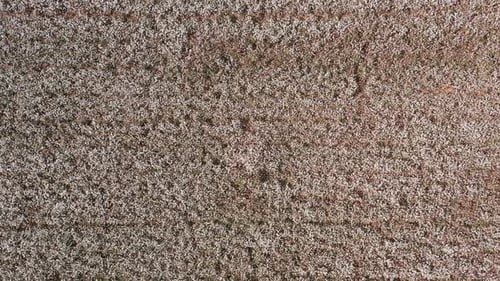 Mature Cotton field ready for picking, Aerial view.