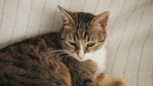 Porträt einer entzückenden Katze, die auf der Couch liegt, Nahaufnahme