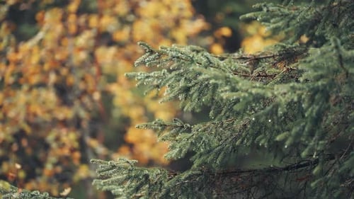 Raindrops on Fir Tree Branch in Autumn Forest