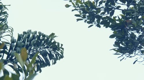 Capuchin monkeys jumping from tree to tree