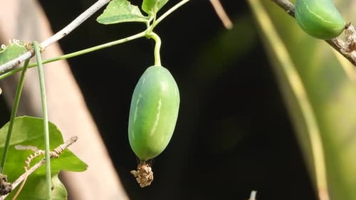 Ivy Gourd - nourriture - graines. vert.
