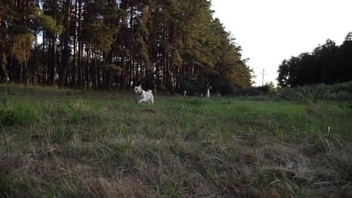 Happy Dog Breed Labrador Running Along Path on Meadow at Sunny Day Cute Friendly Golden Retriever