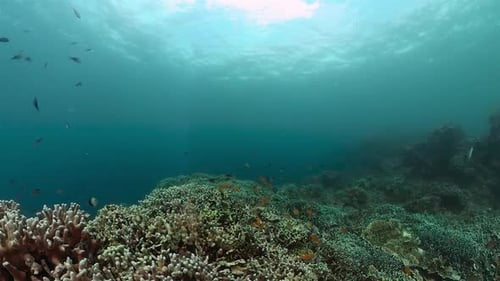 Underwater Scene with Coral Reef and Fishes