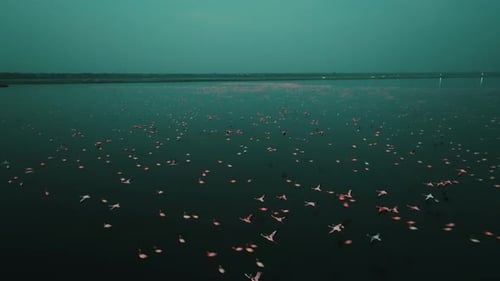 Aerial view of flamingos on water, India.