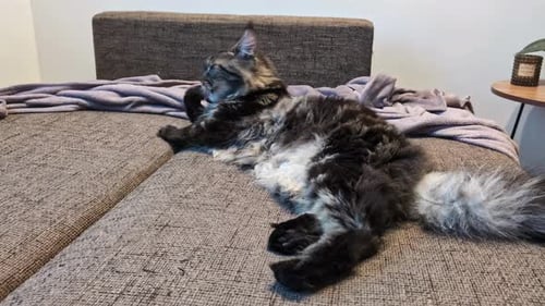 Large Maine Coon cat grooming itself on a sofa bed
