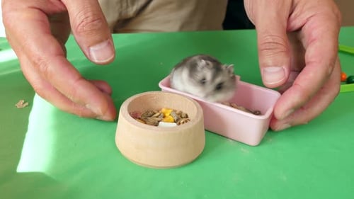 Hamster Eats Food From Bowl with Human Hands