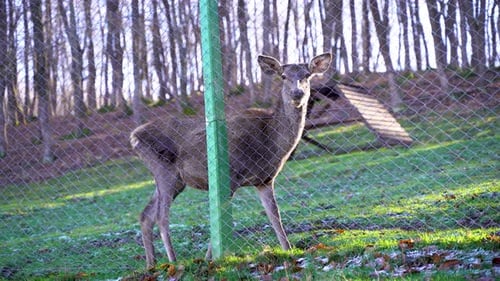 Damwild hinter dem Drahtzaun 4K