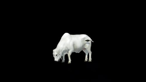 Trinkschlaufe „White Brahman Cow“
