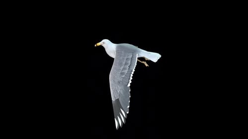 Seamless Loop of a Flying Realistic Seagull Bird