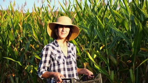 Female Farmer with Plastic Harvest Box Explores Corn Stems While Going at Field Adult Beautiful