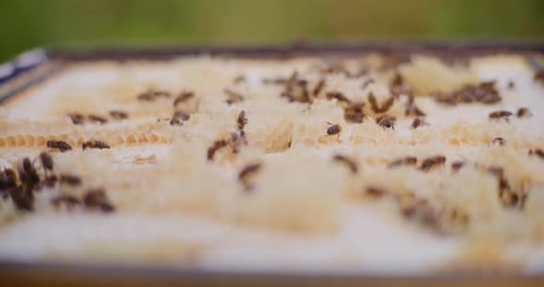 Bees Crawling on a Honeycomb Frame in Daytime