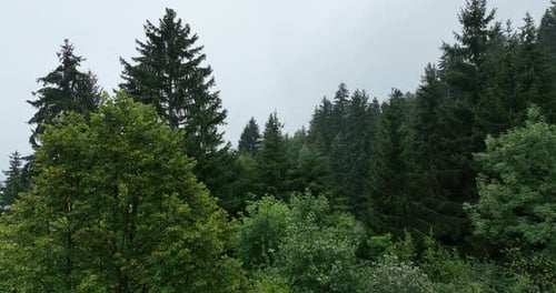 Scenic Aerial View of Lush Green Trees