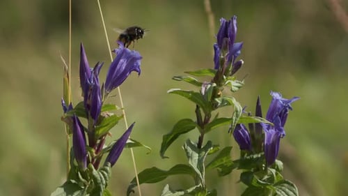 Zeitlupenaufnahme einer Biene, die von einer lila Blume zu einer anderen Blume fliegt.