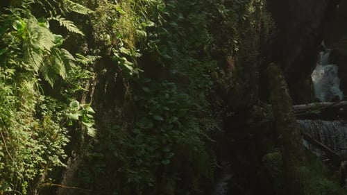 Majestic Clear Waterfall in Dark Shade in Middle of Forest