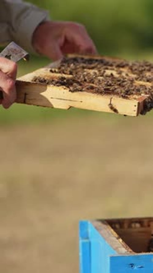 Apiarist's hands hold and turn the frame coated with worker bees.