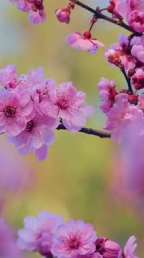 Vertical View Of Cherry blossoms