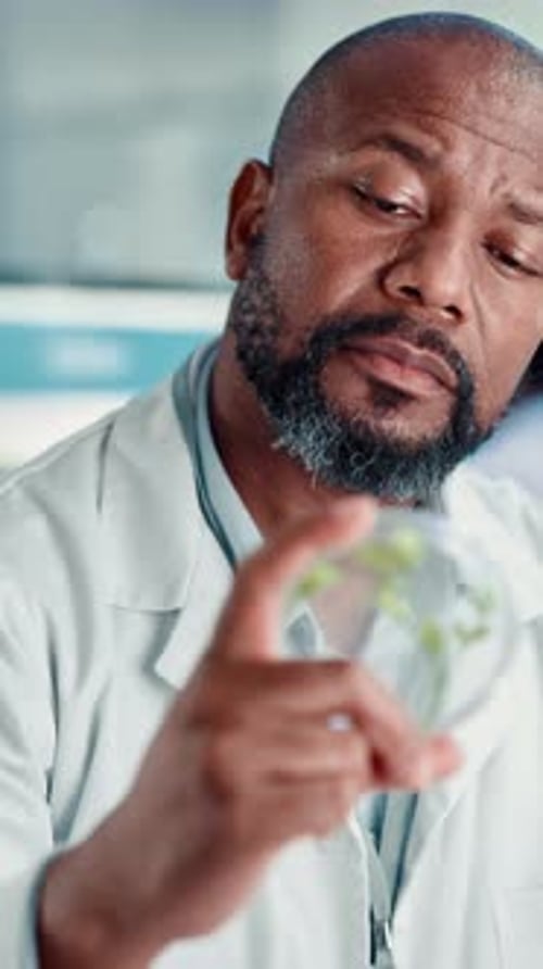 Chemistry, black man and plant with petri dish in laboratory for GMO, medical research