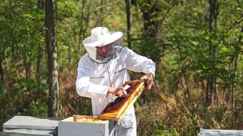 Apiary in the forest. Male beekeeper inspecting beehive frames. Apiculturist in protective hat