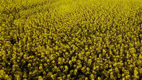 Aerial drone close up over rapeseed field slowly, yellow blooming of cereals in ripening cereals, sl