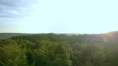 Aerial drone shot along the tall green trees in the forest. In the background the sun goes down and