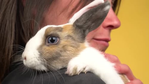 Close-up of a woman petting a cute blue-eyed rabbit on her shoulders