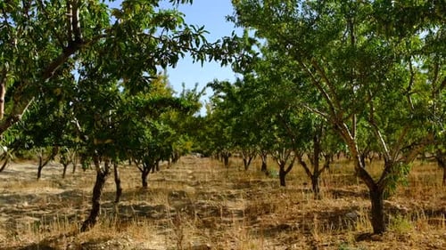 Natural Garden