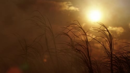 fumée dangereuse des feux de pré-récolte en Nouvelle-Galles du Sud, Australie