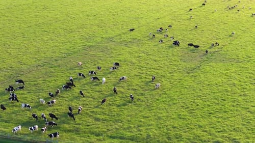 Organic Milk and Beef Production Free Range Cows Grazing on Green Farm Pasture Feeding of Cattle on