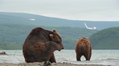 Brown Bear scouting for Salmon fish in a river stream at Kamchatka, Russian federation