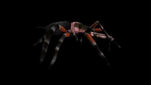 Tarantula Spider - Mexican Red Knee - Walk Loop - Side Close Up View - Alpha Chanel