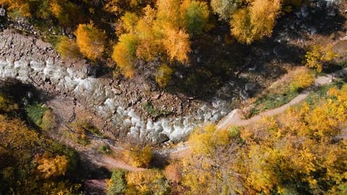 Aerial View Panorama of Yellow Autumn Forest in Almaty