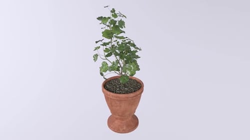 Vase 3d object rotating loop