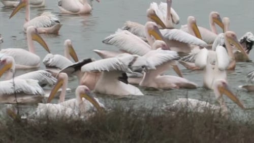 White Pelicans feeding