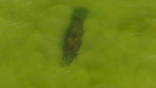 Un lamantin vu du ciel à Fort Myers Beach en Floride