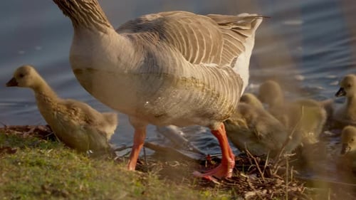 Baby geese with their parents, captured in slow motion by a springtime pond.