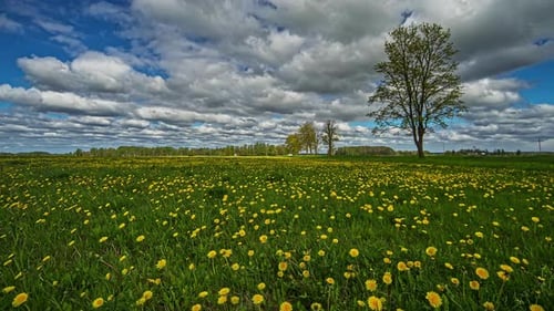 Aufnahme von gelbem wildem Löwenzahn, der im Zeitraffer blüht, mit weißen Wolken, die im Zeitraffer an einem Tag vorbeiziehen