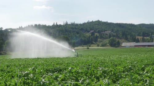 Agriculture water sprinkler sprays water on large green farm fields during hot summer with Norwegian