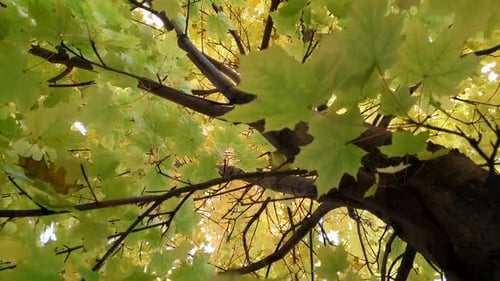 Looking up Through Maple Tree with Yellow and Green Leaves On An Autumn Day - low angle shot
