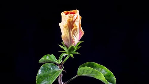 Hibiscus Flower Blooming in Time Lapse