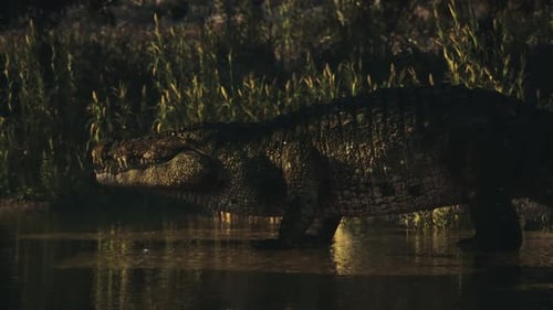Grand crocodile se reposant au bord de l'eau dans un habitat naturel au crépuscule