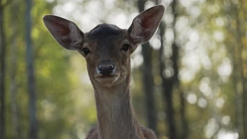Whitetail spotted roe deer face close up wiggling ears slow motion. Young true deer grazing