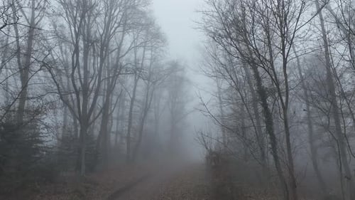 Aerial view of foggy forest trail, France.