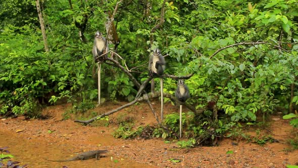 Perentie Lizard slithering under tree watched by Thomas's langur ...