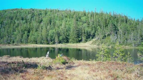 A Man With Dog Near Tranquil Lake In Forest Mountain. Wide Shot