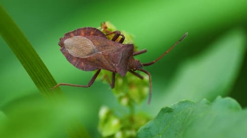 Acarid