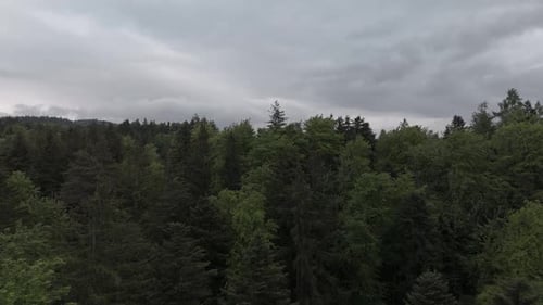Drohnenflug über einen mystischen Wald. Es ist bewölkt und die Atmosphäre ist episch